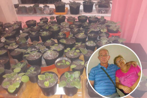 Afričke ljubičice Seada Elezovića