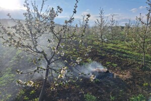 Zadimljavanje zasada višnje