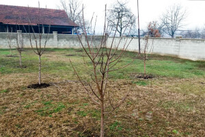 Obavezno sprovoditi zimsku rezidbu u prvoj godini po sadnji