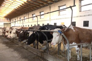 Mlečno govedarstvo porodice Sladaković