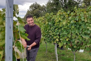 Vinarija Kutjevo - berba grožđa