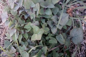 Divlje zelje - nasljeđe naših predaka