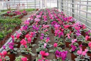 Cvjećarstvo Hadžić