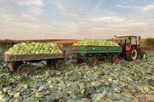 Proizvodnja kupusa 2025. godine