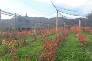 OPG Elizabeta Pezo Paliska: Borovnice tete Bete