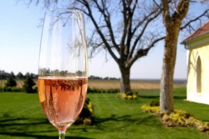 Agrarni novinari iz Novog Sada u poseti Iločkom podrumu