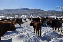 Krave na snegu Rajka Obradovića