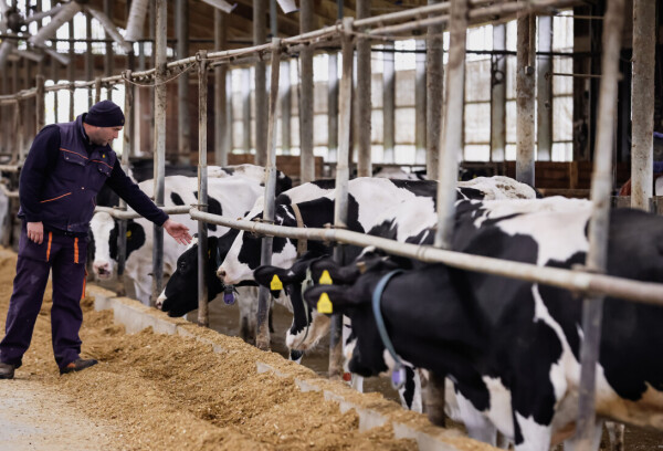 Žito grupa - ventilacijski sustavi na mliječnim farmama