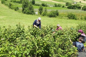 Amra Peco-Ugarak uništila jagode, maline i ribizle - prebacila se na povrće