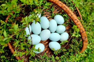 Kokoši Emine Benije Šomođi nose jaja različitih boja