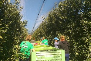 Protivgradna mreža u Gruži