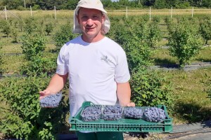 Berba haskapa na OPG-u Ivice Babojelića