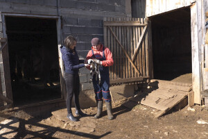 Gradska cura stigla u Margetiće i sve što želi je više stoke i zemlje