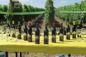 Dani Vinograda u RH