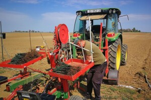 Sadnja novih nasada vinove loze u Erdutskim vinogradima