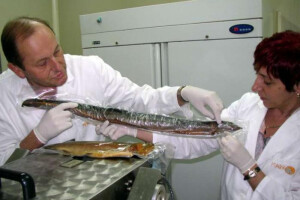 Obrt Marko, prerada ribe dimljenjem