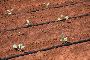 Grad Poreč: bez poljoprivrede nema ni suvremenog turizma