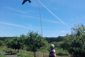 Sa terena - šteta na voću