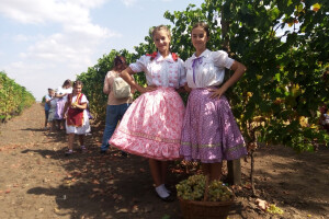 Berba grožđa u Aradcu