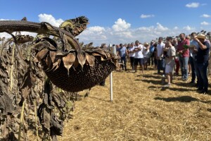 Dani polja suncokreta