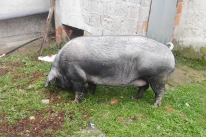OPG Agica Ferić