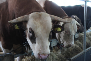 Izložba životinja Agra 2016