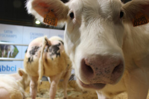 Izložba stoke - AgriBEX