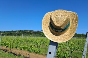 Agrifest 2025 u Feričancima