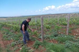 Ako prije i nisu, Malvaziju sad shvaćaju ozbiljno