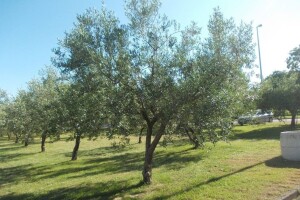 Istarsko maslinarstvo