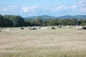 Istarski sir Špinut