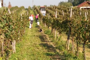 Vinogradarstvo pod Kozarom