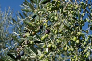 Za preradu maslina 1,3 milijuna kuna