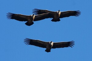 Uginula Dobrila, ženka beloglavog supa