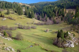 U godovima stoletnog bora ispisana istorija sela