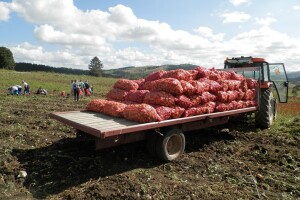 Vađenje krompira u jugozapadnoj Srbiji