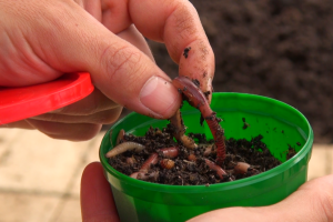 Uzgoj kalifornijskih glista