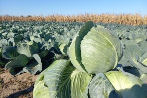 Agrimatco: Dani polja 2022. - Čelarevo