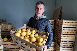 Jagodinski proizvođači jabuke