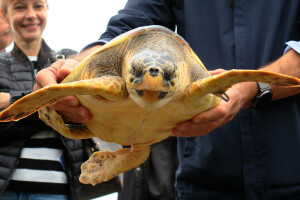 Čiko, Maya i Alen nakon rehabilitacije vraćeni u more