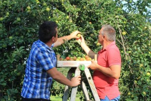 Terra Pomarium obitelji Uremović