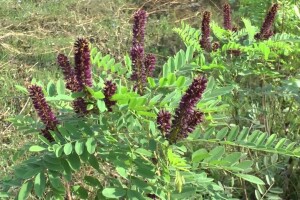 Uporabna vrijednost invazivnog bilja