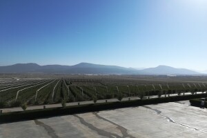 Antalija: Turski agrarni gigant koji i dalje raste