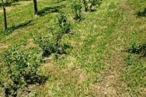 Od hobija do plantaže s tri tisuće aronija