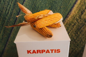 KWS - Premijera PLUS4GRAIN hibrida kukuruza