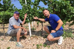 Vinograd Bože Bačića spašen je od toplinskog vala