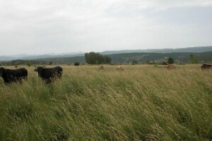Mladi poljoprivrednik Božo Banić u Otoku kod Sinja