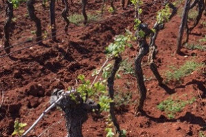 Bayer 6. savjeti vinogradara