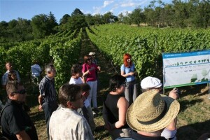 Dani polja vinograda Bayer CropScience