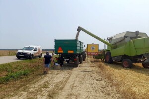 Vršidba i vaganje pokusa BC pšenica u Tomašancima